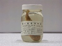 藏品(阿部單棘躄魚)的圖片